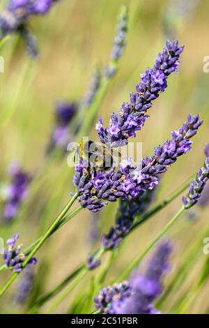 Eine Biene sammelt Pollen aus einer Lavendelblüte Stockfoto