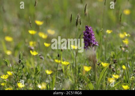 Leopard Orchidee oder südlichen Sumpforchidee wächst auf Feuchtgebieten und Feldern die schönen lila Blüten Flowerfield mit diferenten Blüten auch die Butterblume Stockfoto