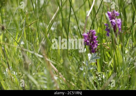 Leopard Orchidee oder südlichen Sumpforchidee wächst auf Feuchtgebieten und Felder diese schönen lila Blumen Stockfoto