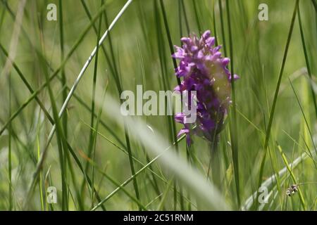 Leopard Orchidee oder südlichen Sumpforchidee wächst auf Feuchtgebieten und Felder diese schönen lila Blumen Stockfoto