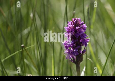 Leopard Orchidee oder südlichen Sumpforchidee wächst auf Feuchtgebieten und Felder diese schönen lila Blumen Stockfoto