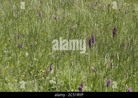 Leopard Orchidee oder südlichen Sumpforchidee wächst auf Feuchtgebieten und Felder diese schönen lila Blumen Stockfoto