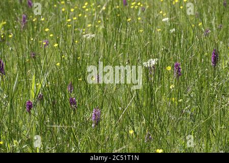 Leopard Orchidee oder südlichen Sumpforchidee wächst auf Feuchtgebieten und Feldern die schönen lila Blüten Flowerfield mit diferenten Blüten auch die Butterblume Stockfoto