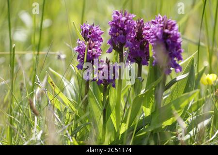 Leopard Orchidee oder südlichen Sumpforchidee wächst auf Feuchtgebieten und Felder diese schönen lila Blumen Stockfoto