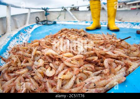 Ein Haufen Pomade Garnelen gerade auf einem Boot gefischt. Posorja, Ecuador. Stockfoto