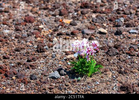 Das Herz der Blumen am Hang eines Vulkans Stockfoto