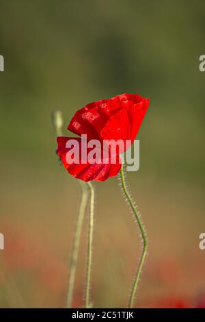 Nahaufnahme eines leuchtend roten Mohns mit geringer Schärfentiefe Stockfoto