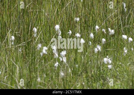 Baumwollgras wächst auf den Feuchtgebieten Stockfoto