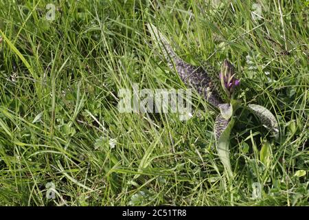 Leopard Orchidee oder südlichen Sumpforchidee wächst auf Feuchtgebieten und Felder diese schönen lila Blumen Stockfoto