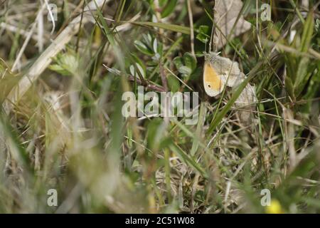 Wandbrauner Schmetterling Stockfoto