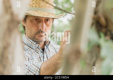 Landwirt untersucht Walnussbaum Äste und Blätter für gemeinsame Schädlinge und Krankheiten in Bio-Obstgarten Stockfoto