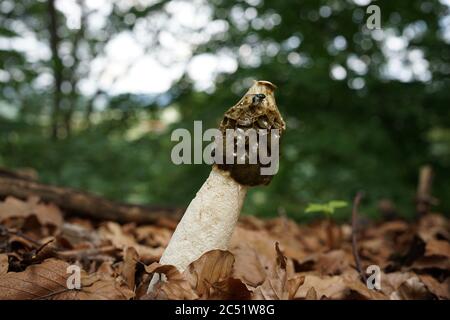 Nahaufnahme des Phallus impudicus, umgangssprachlich als gewöhnliches Stinkhorn bekannt, ist ein weit verbreiteter Pilz, der für seinen Foul-Geruch und seine phallische Form erkennbar ist Stockfoto