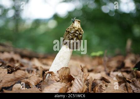 Nahaufnahme des Phallus impudicus, umgangssprachlich als gewöhnliches Stinkhorn bekannt, ist ein weit verbreiteter Pilz, der für seinen Foul-Geruch und seine phallische Form erkennbar ist Stockfoto