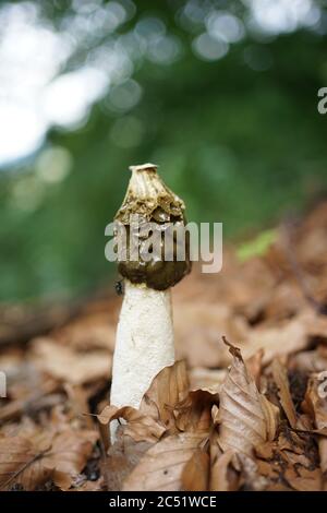 Nahaufnahme des Phallus impudicus, umgangssprachlich als gewöhnliches Stinkhorn bekannt, ist ein weit verbreiteter Pilz, der für seinen Foul-Geruch und seine phallische Form erkennbar ist Stockfoto