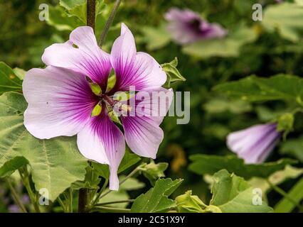 Hibiscus syriacus (Rosenmalbe) Blume Stockfoto