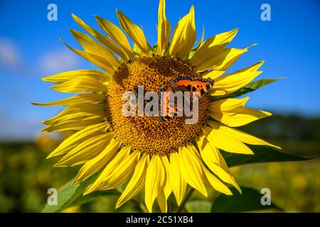 Sonnenblume gegen einen strahlend blauen Himmel, mit Hummel und Tortoiseshell Schmetterling Stockfoto