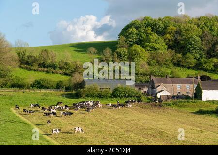 Milchkühe weiden im Feld, Carmarthenshire, Wales, Vereinigtes Königreich Stockfoto