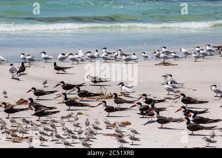 Sandpiper, schwarze Skimmer und Lachmöwen an einem Sandstrand entlang der Floridas Golfküste Stockfoto