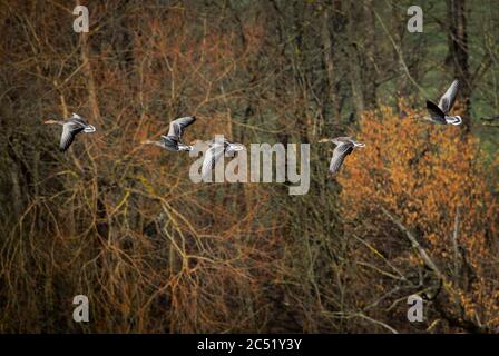 Graugans - Anser anser, großer Wasservogel aus europäischen Seen und Flüssen, Flachsee, Schweiz. Stockfoto