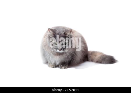 Reinrassige flauschige graue Katze liegt und schaut mit überraschten Augen hinunter, Katzentier isoliert auf weißem Hintergrund mit einem Kopierraum. Stockfoto