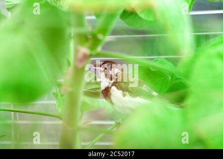 Japanischer Finkenvogel mit braunen und weißen Federn sitzt auf einer grünen Pflanze, Veterinärornithologie Thema. Stockfoto