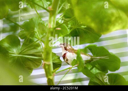 Japanischer Finkenvogel mit braunen und weißen Federn sitzt auf einer Blume mit grünem Blatt, Veterinärornitholie Thema mit Haustier auf einer Zimmerpflanze. Stockfoto