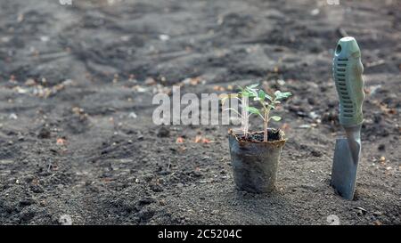 Keimling Pflanze mit grünen Blättern in Öko-verfallenden Topf steht auf dem Boden des Gemüsegartens mit Schaufel, Nahaufnahme des Konzepts der Gemüseanbau auf Stockfoto