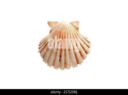 Seashell isoliert auf weißem Hintergrund. Nahaufnahme über oder flach liegend Stockfoto