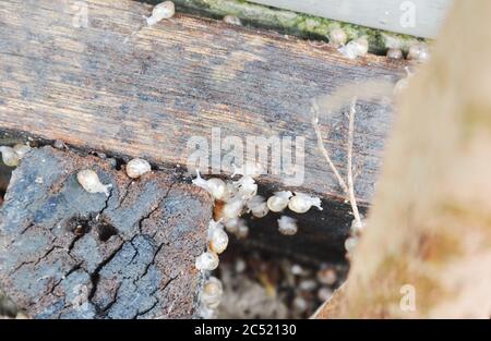 Babyschnecke klettert auf Holz im Garten Stockfoto