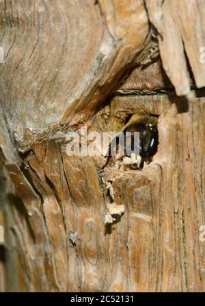 Blattkutter Bienenart (Megachilidae) wahrscheinlich die Patchwork-Blattkutter-Biene, Megachile centuncularis), die aus ihrem Nest in einem Baumstamm auftaucht Stockfoto