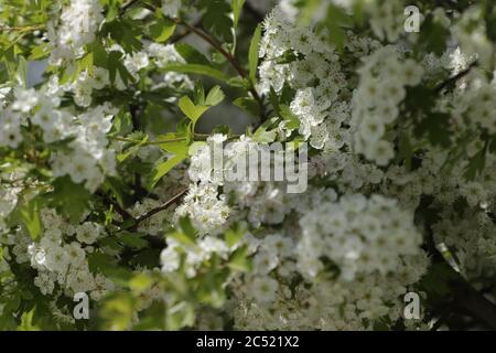 Crataegus oder Mayblossom mit vielen kleinen weißen Blüten, die im Mai blühen Stockfoto