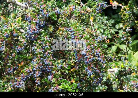 BERBERIS DARWINII; BEEREN; SPEEN GARTEN Stockfoto