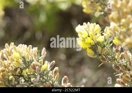 Cytisus scoparius blüht im Frühling mit gelben Blüten Stockfoto
