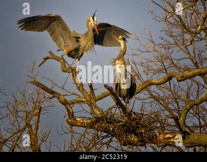 Verhalten von Tiereltern mit Blaureihern (Ardea herodias) beim Nestbau und Balzritual in einer Reiherrübenkolonie in Milford, Michigan, USA Stockfoto