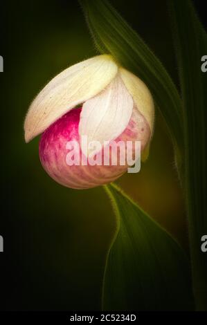 Intime auffällige Dame Pantoffel (Cypripedium reginae) Porträt, Michigan Stockfoto