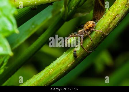 Eine kleine Spinne frisst ein Insekt, eine kleine Fliege beobachtet eine Spinne beim Essen Stockfoto