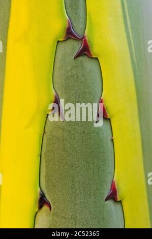 Century Plant (Agave americana) Dorn Detail, Anna Scripps Whitcomb Conservatory, Detroit, Michigan Stockfoto