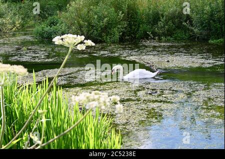 Stumme Schwäne (Anas platyrhynchos), Füße Cray Meadows, Sidcup, Kent. GROSSBRITANNIEN Stockfoto