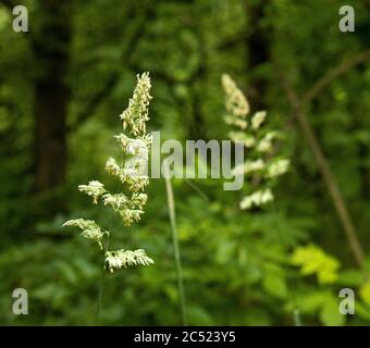 Halks of Grass, Poaceae oder Gramineae, Gone to Seed with a Forest Background at Speedwell Forge Park, Lancaster County, Pennsylvania Stockfoto