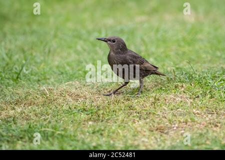 Jungvogel Sturnus vulgaris in seiner ersten Saison auf einem heimischen Gartenrasen mit dem blassgrau-braunen Gefieder und der blassen Kehle Stockfoto