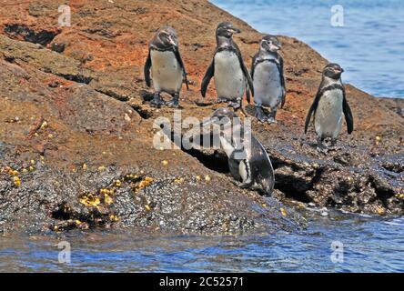 Galapagos-Pinguine, Bartolomé-Insel, Ecuador Stockfoto