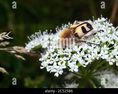Nahaufnahme von Trichius fasciatus, dem Eurasischen Bienenkäfer. Der Körper ist mit gelben und weißen Wollhaaren bedeckt. Das lässt ihn wie eine Hummel aussehen, Stockfoto