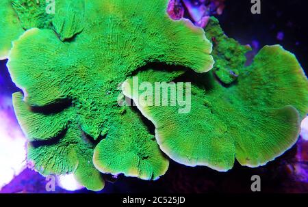 Grüne Montipora capricornis Platte sps Koralle Stockfoto