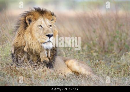 African Lion (Panthera leo) männliches Porträt, liegend auf Savanne, Ngorongoro Conservation Area, Tansania. Stockfoto