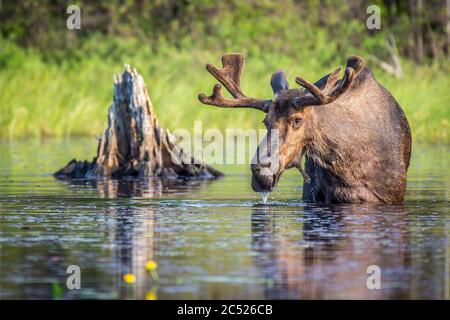 Ein großer Stierelbulle kaut auf der Lilie im flachen Seenwasser, mit einem toten Baumstumpf im Hintergrund, Algonquin Park, Ontario, Kanada. Stockfoto