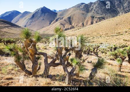 Joshua Tree in der Wüste von Arizona entlang der Straße. Reisen Hintergrund. Stockfoto