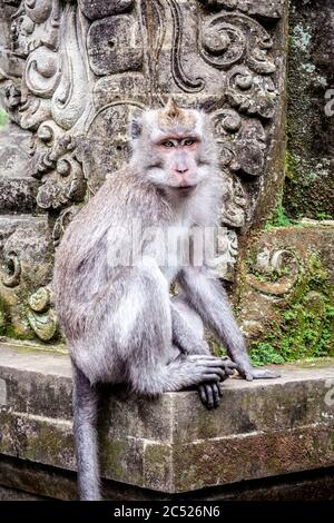 Balinesischer Langschwanz-Affe im Sacred Monkey Forest in Ubud, Bali, Indonesien. Stockfoto