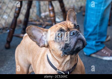 Französischer Bulldogge mit traurigen Augen schaut sehnsüchtig auf. Stockfoto