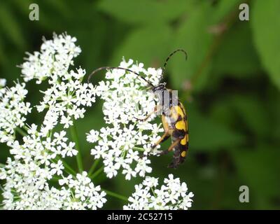 Nahaufnahme von Rutpela maculata, dem gefleckten Langhorn, einer Käferart von Blütenlanghörnern. Dieser Käfer ist in den meisten europäischen Ländern weit verbreitet. Stockfoto