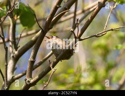 Eine Jenny Wren singt ihr Herz aus. Ihr Lied ist laut und melodiös, was für einen so kleinen kryptischen Vogel eine Überraschung ist Stockfoto